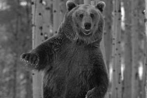 Video pijani bear dancer osvaja internet Video pijani bear dancer osvaja internet